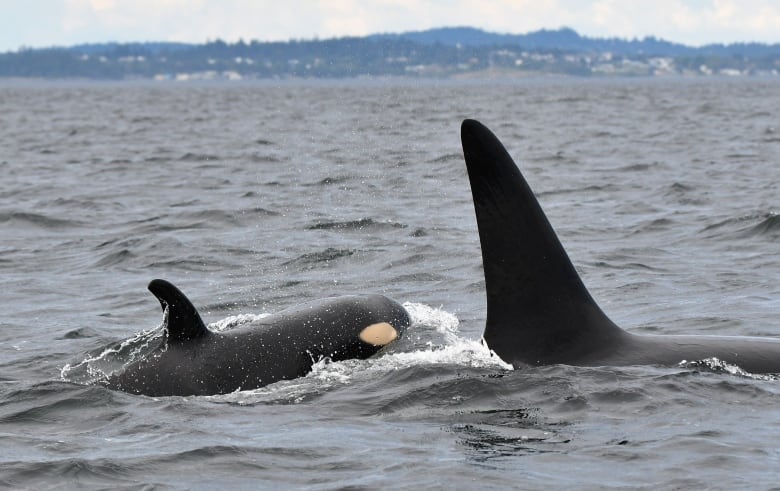 A small killer whale is seen swimming with a much larger one in the sea.