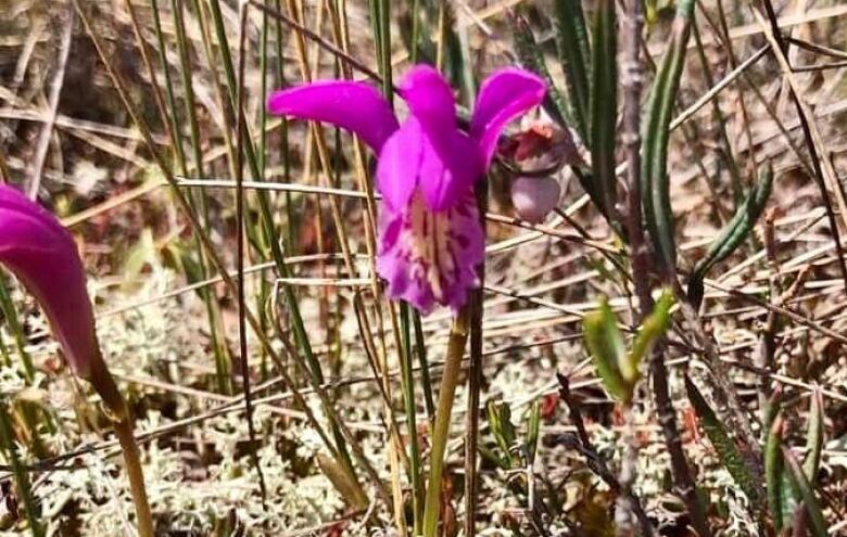 Bright magenta flower growing on a forest floor.