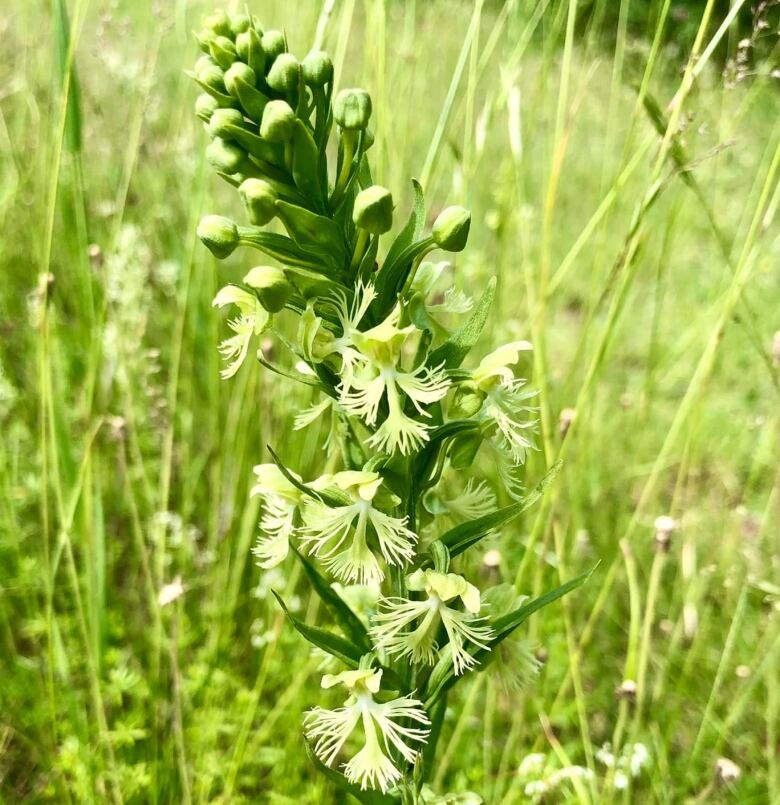 Fringed white blossoms on a single stem in a natural habitat