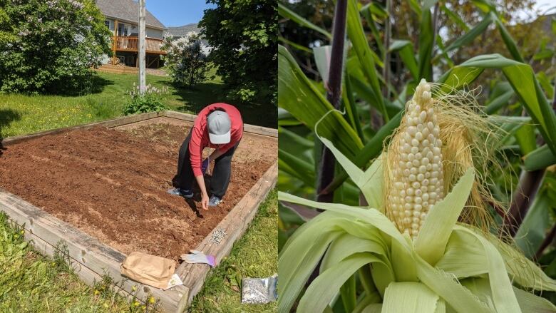 On left, person bent down putting seeds in a garden patch. On right, a stalk with a growing cob of corn.