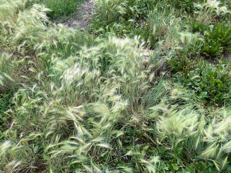 A patch of foxtail weed grows in Regina. Foxtail weed has barbed seed heads that can get caught in animal fur and skin. An embedded foxtail can lead to serious infection and be fatal if left untreated.