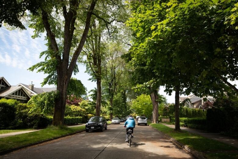 A cyclist rides down a tree-lined street.