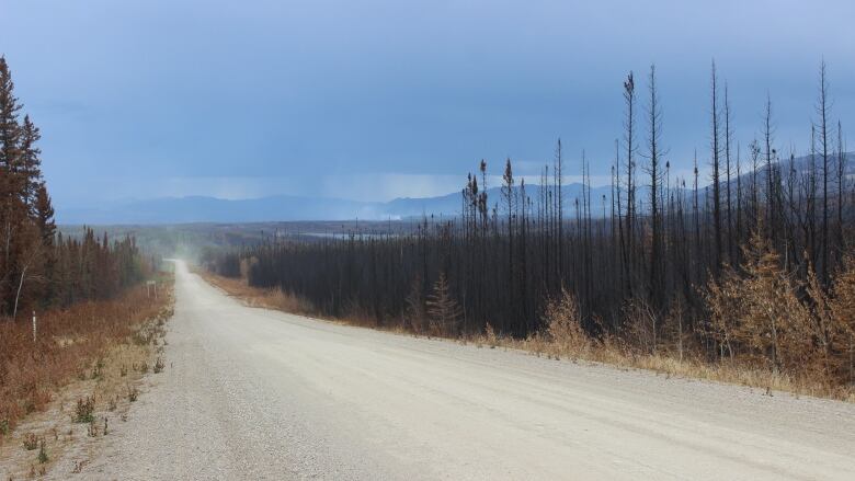 A road with blackened trees on the right and along the rolling landscape.