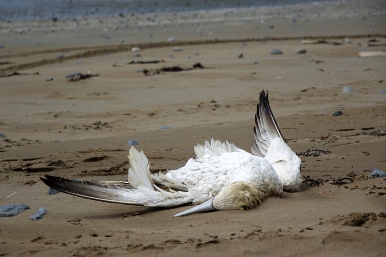 A white bird lays dead on a sandy beach. 