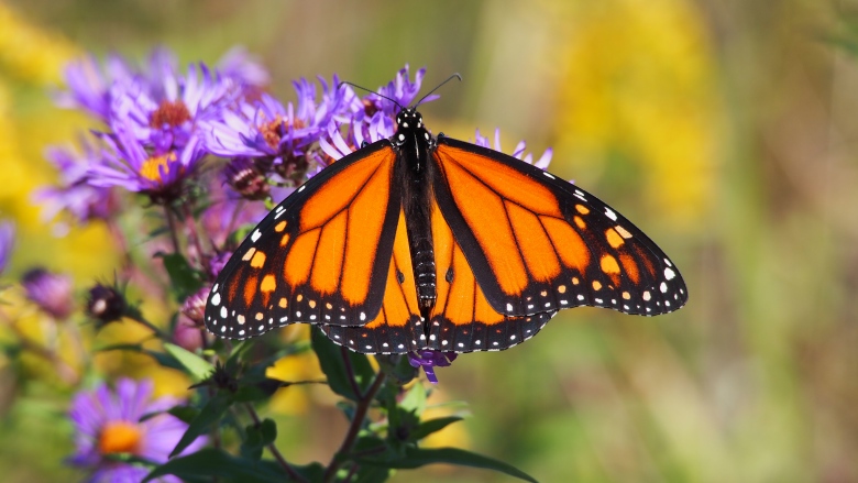 A monarch butterfly sitting on flowers