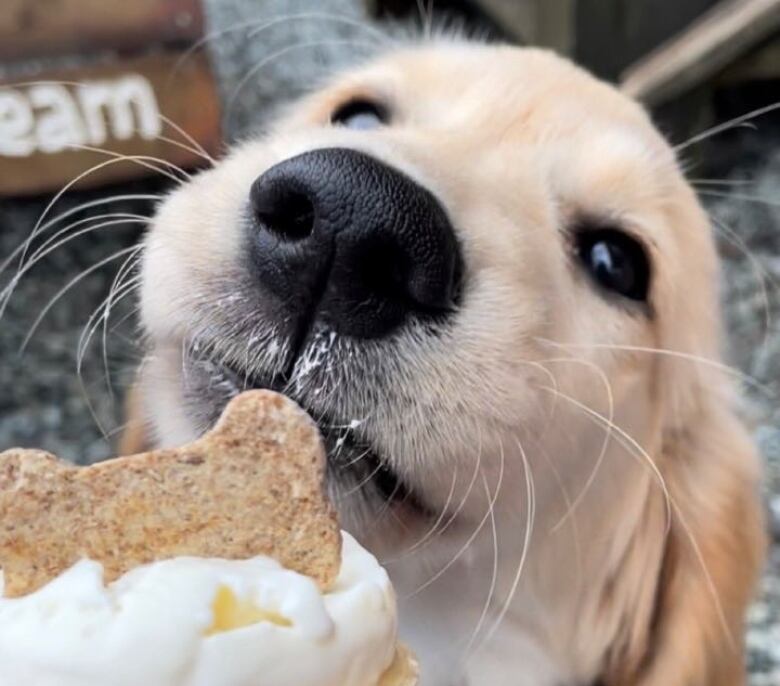 Picture of dog eating dog biscuit on top of an ice cream cone.