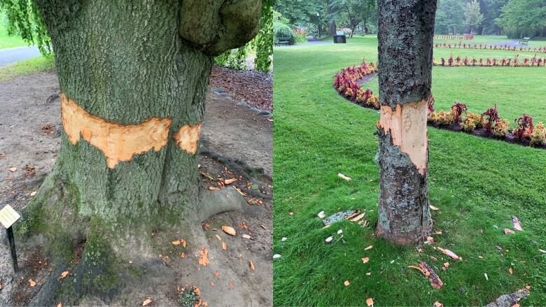 Photos showing two trees with a ring of bark stripped away and wood chips on the grass.