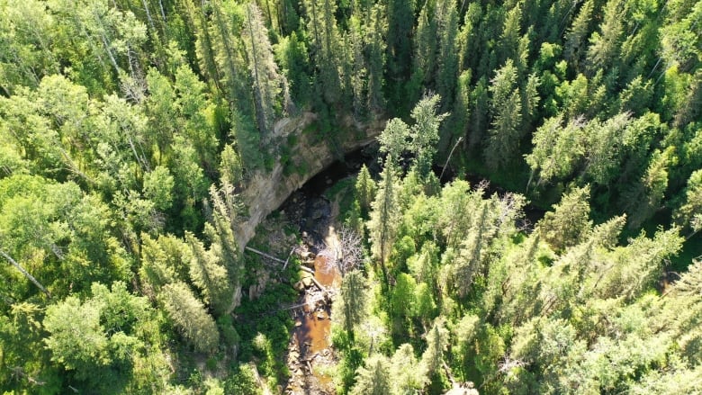 An aeriel view of a forest, with a small river cutting through the centre.