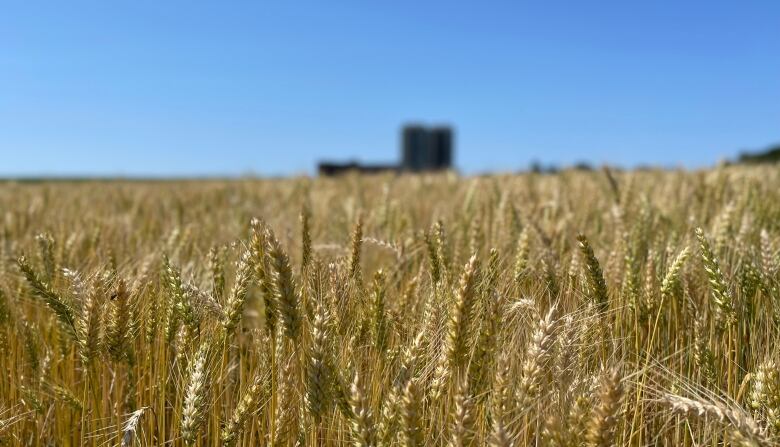 A field of wheat against a blue summer sky.