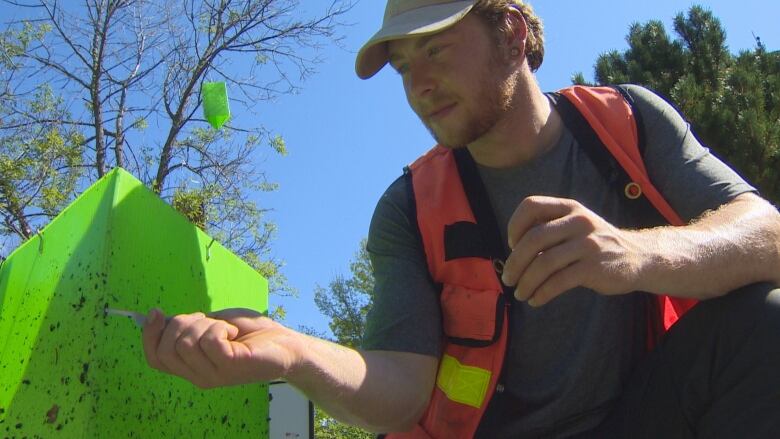 Alexandre Caouette wearing a safety vest while he uses tweezes to remove beetles from the neon green prism trap