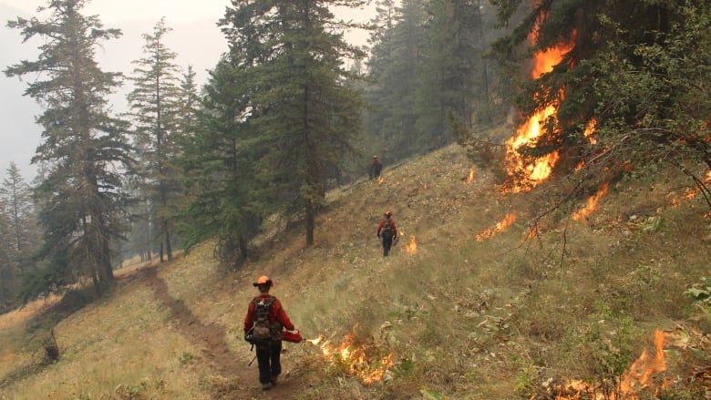 Firefighters with firestarting equipment light planned fires along a grassy, wooded hilltop.