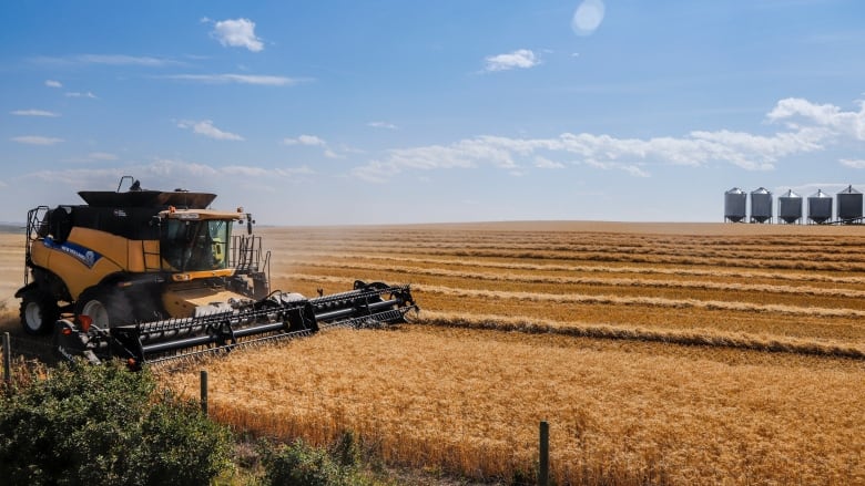 A combine harvests a wheat field with a blue sky in the background. 