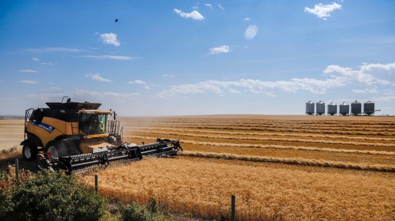 A combine harvests a wheat field with a blue sky in the background. 