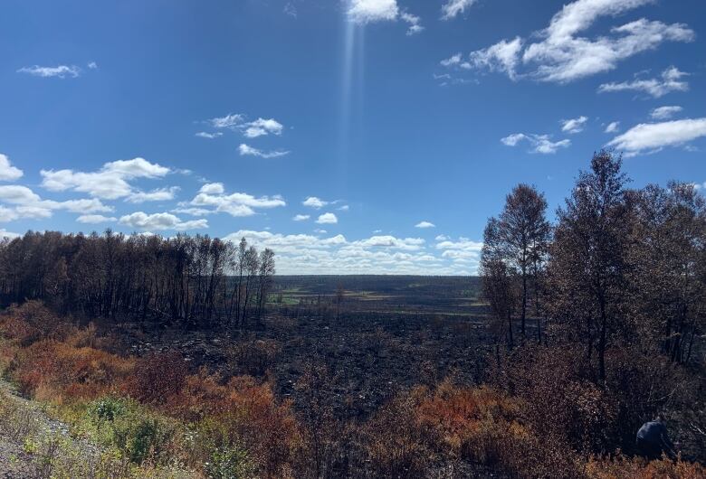 A landscape shot of the aftermath of a forest fire. Charred land and blackened trees sit under a bright blue sky.