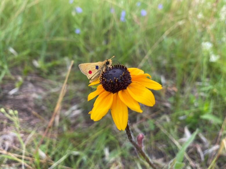 A beige butterfly with one red and one blue spot on its wing is pictured perching on a yellow flower in a tall grass prairie landscape.