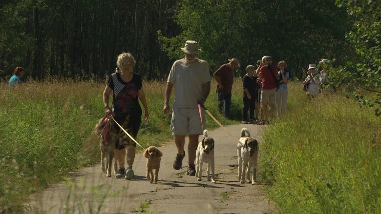 Two people walk four dogs on leashes on a trail lined with tall grass.