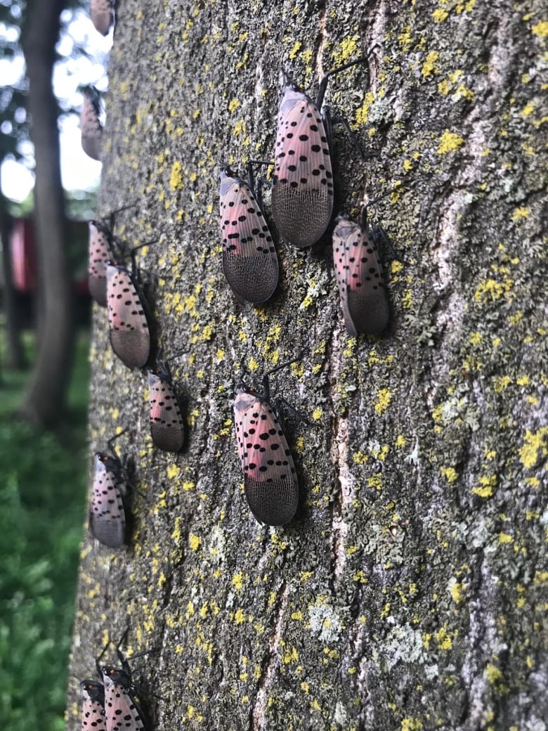 Spotted lanterflies