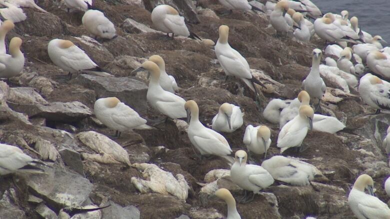 Many white birds nesting over a rock.