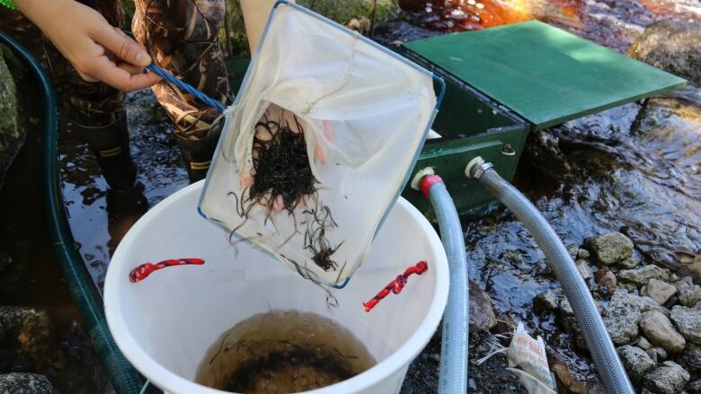 A member of a conservation group scoops elvers into a bucket with a net.