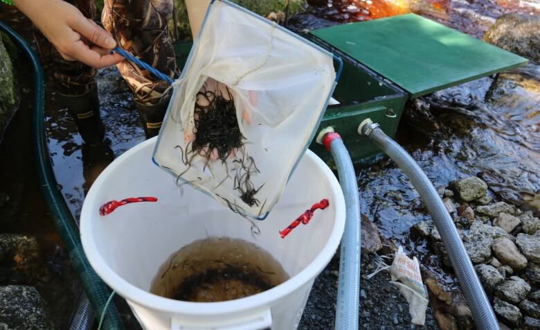 A member of a conservation group scoops elvers into a bucket with a net.