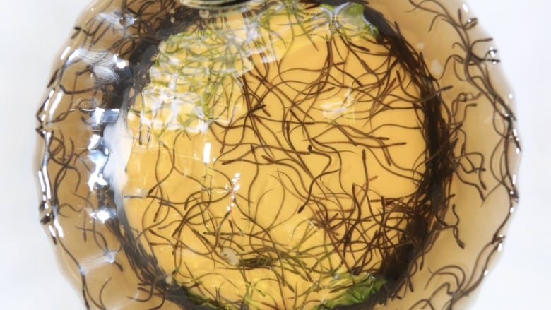 Brown squiggley eels lay at the bottom of a white bucket