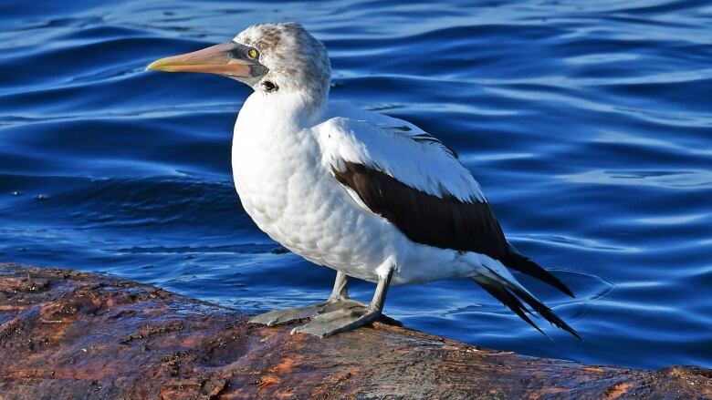 A seabird with a large bill sits on what appears to be a log. It has black bars on its wings and is otherwise white in colour.