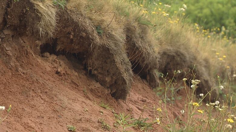 Slumping grass indicating coastal erosion.