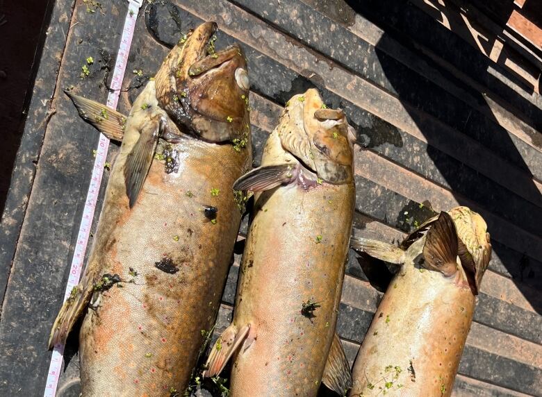 Three dead fish lie on the bed of a pickup truck. 