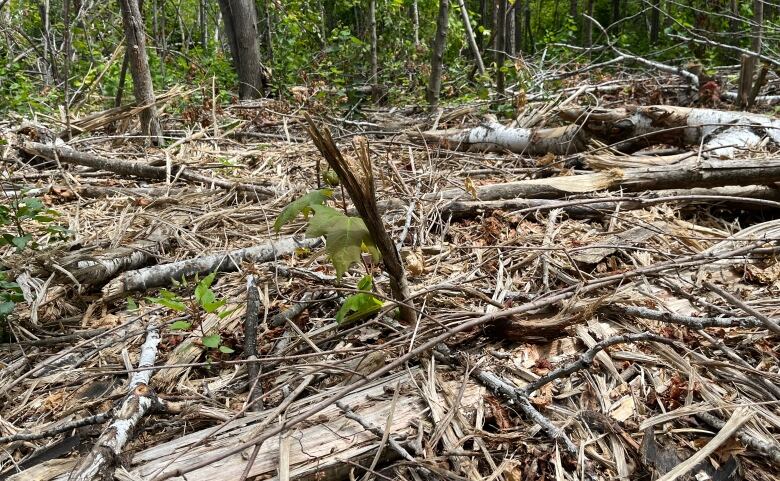 A large pile of mulched trees and branches in the woods.