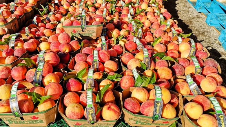 Green plastic crates with cardboard baskets full of peaches.