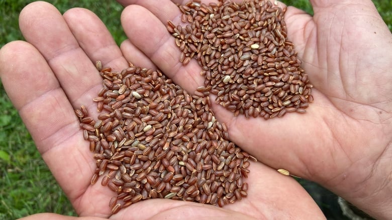 A man's hands cup reddish-brown kernels of rice.