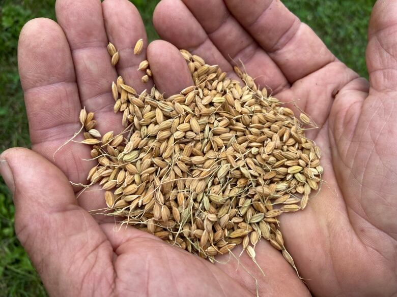 A pair of hands holds rice kernels, still in their dried, brownish husks.