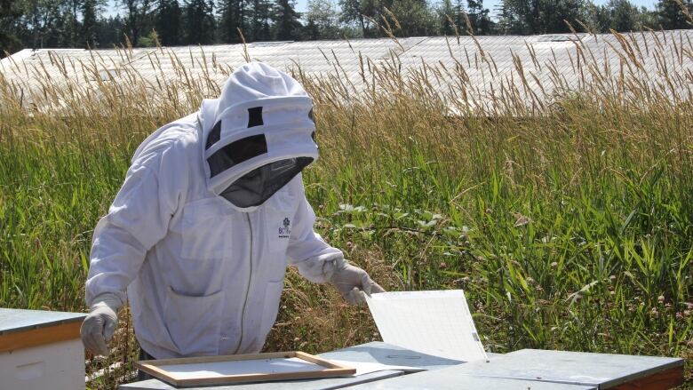 A person in a beekeeper's costume opens an apiary enclosure.