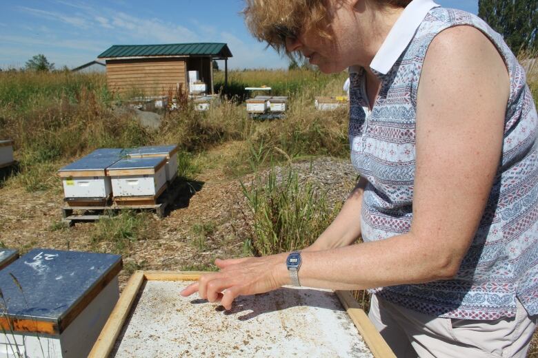 A woman stands above an apiary and points to a spot on an enclosure.