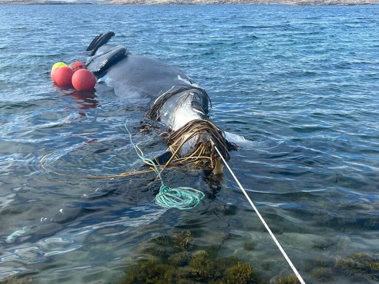 The carcass of a bowhead whale floats in dark blue water, tied with ropes.