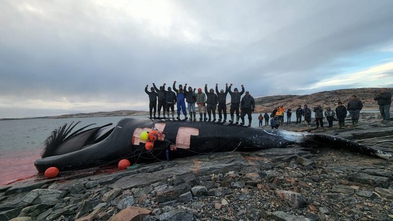 A line of people, clad in coats, hats and boots, stand atop the partially butchered carcass of a large bowhead whale on a shore with their arms raised in celebration. Behind them more people watch.