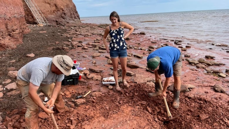 Three people on a beach digging up a fossil 