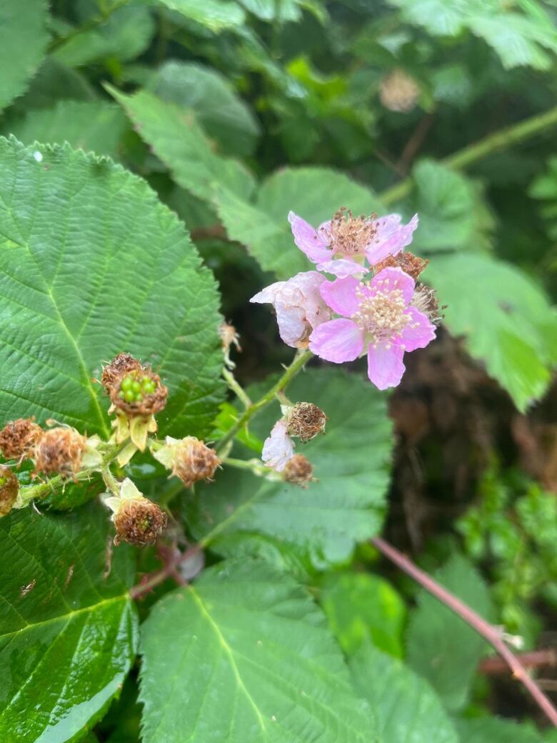 A Himalayan blackberry flower is seen. It is a light pink colour and has five petals.