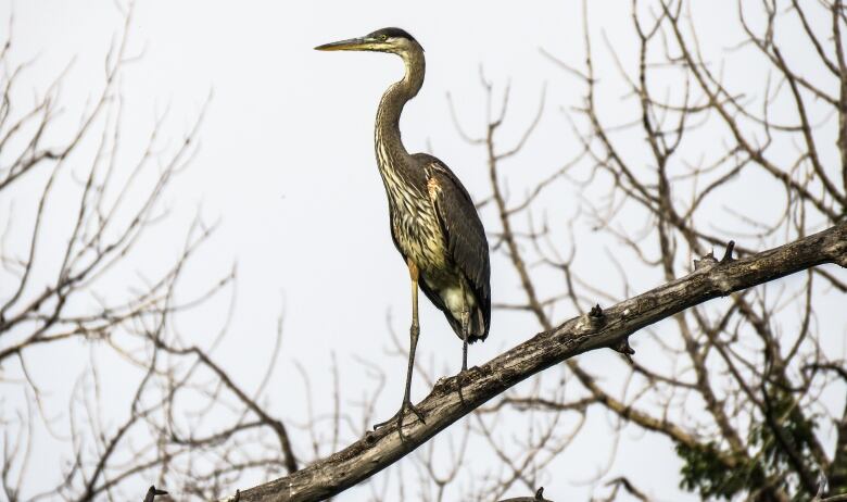 A blue heron standing tall on a branch.