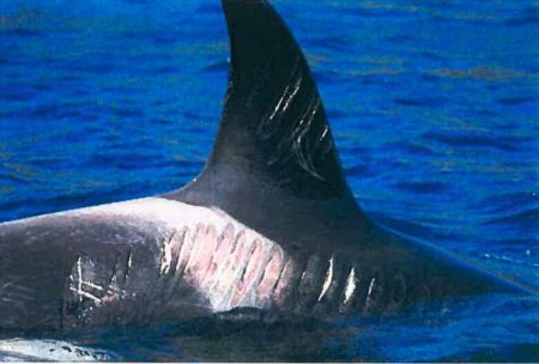 An orca with clear cut marks on its side is pictured in water.