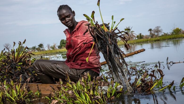 A woman in a small wooden boat gathers hyacinth weeds on flooded farmland in South Sudan.