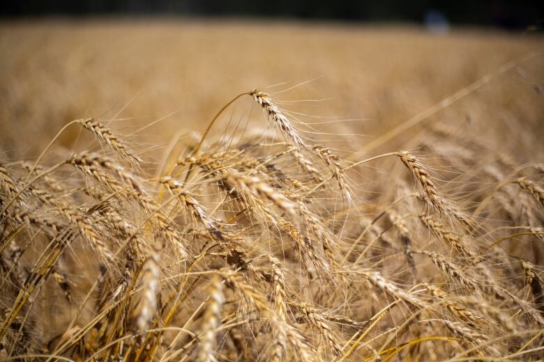 A wheat field.