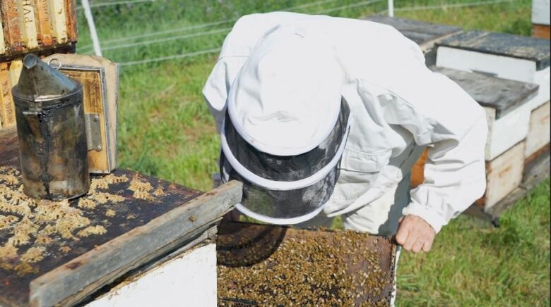 A beekeeper in a white suit holds a frame of bees while his smoker sits on another colony.