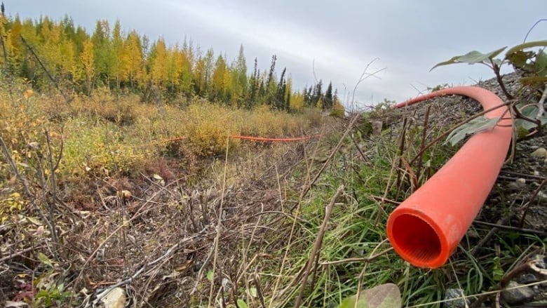 An orange cable is seen running along the ground in a shrubby, forested area.