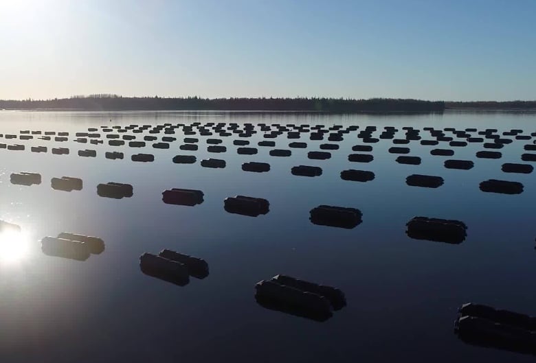 A drone view of oyster boxes in a bay