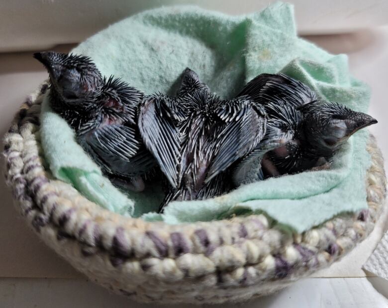 Three baby chimney swifts sit in a cloth-lined basket