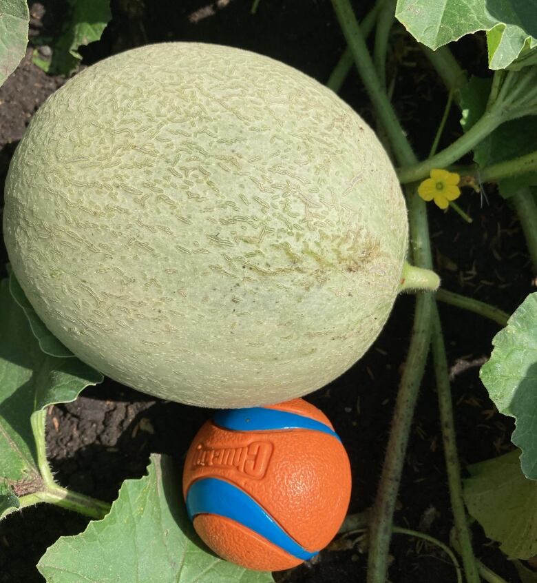 Cantaloupe like this grew easily this year in Elaine McCaig's garden in Hudson Bay.