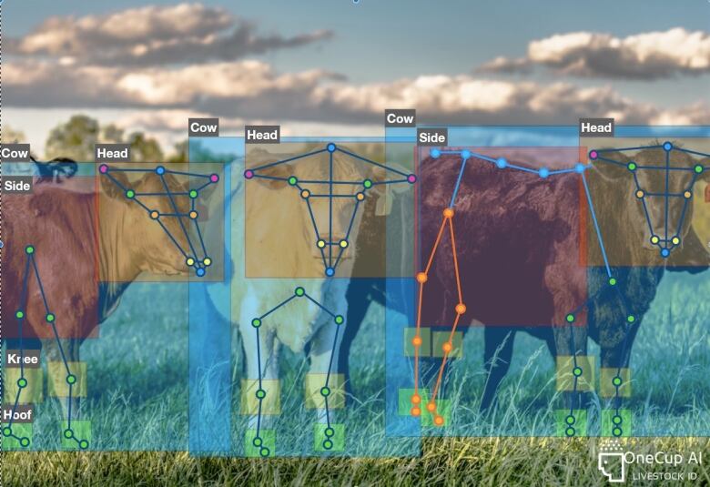 Three cows with visual markers labelling each cow's body part.