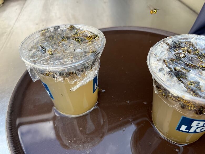 Two plastic cups sit on a table filled with a honey and ginger beer mixture. The tops are covered in cellophane with holes poked through it so the wasps can enter.