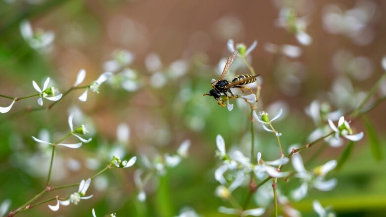 Wasp sitting on plant. 